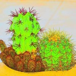 Un cactus et des cactées. קקטוסוני הגינה בסקיצה קטנה